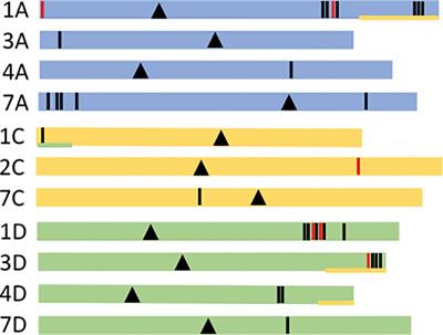 Genomic identification of expressed globulin storage proteins in oat
